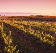 Ralph Fowler Wines - Attractions