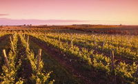 Ralph Fowler Wines