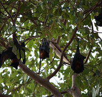 Manngarre Rainforest Walk - Attractions