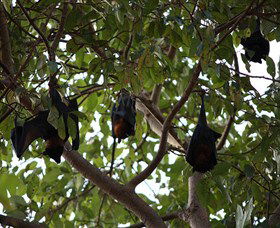 Manngarre Rainforest Walk - Attractions 0