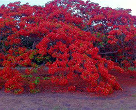 George Brown Darwin Botanic Gardens - Attractions 1