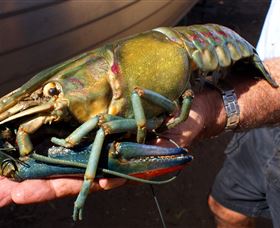 Fairbairn Dam, Lake Maraboon - Attractions 3