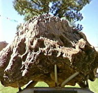 Fossilised Tree - Attractions