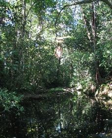 Wabunga Wayemba (Charmillan Creek Walking Track) - Attractions 0