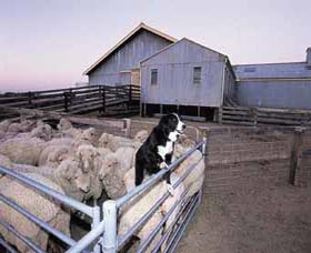 Shear Outback The Australian Shearers Hall Of Fame - Attractions Las Vegas 1