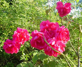 Bishop's Lodge Historic House And Heritage Rose Garden - Attractions 0