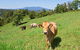 Mungalli Creek Biodynamic Dairy And Organic Cafe - thumb 3
