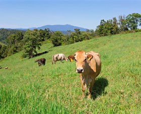 Mungalli Creek Biodynamic Dairy And Organic Cafe - Attractions 3