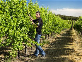 Patrick Of Coonawarra - Attractions 0