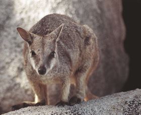 Arcadia At Magnetic Island - Attractions 2
