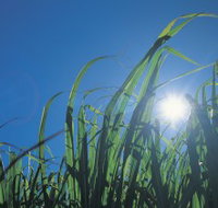 Australian Sugar Industry Museum - Attractions