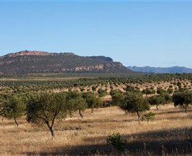 Grampians Olive Co. (Toscana Olives) - Attractions 1