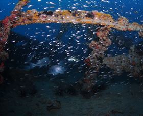 Lady Bowen Dive Site - Attractions 1