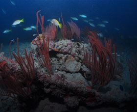 Lady Bowen Dive Site - Attractions 3