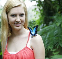 Australian Butterfly Sanctuary - Attractions