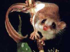 Carrowong Fauna Sanctuary Kuranda