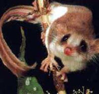 Carrowong Fauna Sanctuary - Attractions