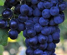 De Bortoli Wines Bilbul - Attractions 0