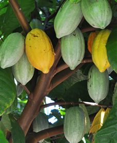 Sweet Farm Tours - Attractions 2