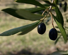 Red Rock Olives - Attractions 0