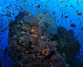 SS Yongala Dive Site - Attractions 1
