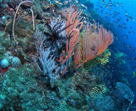 SS Yongala Dive Site - Attractions 0
