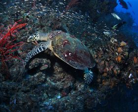 SS Yongala Dive Site - Attractions 3