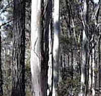 Kooyoora State Park - Attractions