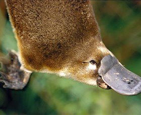 Eungella National Park - Attractions Las Vegas 0