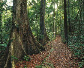 Eungella National Park - Attractions Las Vegas 1