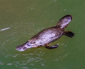 Platypus Viewing At Broken River - Attractions 0