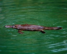 Platypus Viewing At Broken River - Attractions 2