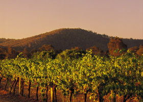 Taltarni Vineyards - Attractions 0
