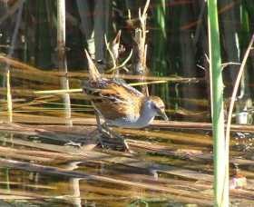 Fivebough Wetlands - Attractions Las Vegas 1