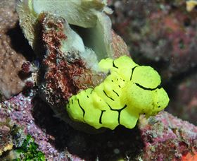 The Oasis Dive Site - Attractions 0