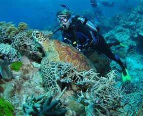 The Oasis Dive Site - Attractions 1