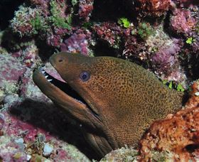 The Oasis Dive Site - Attractions 2