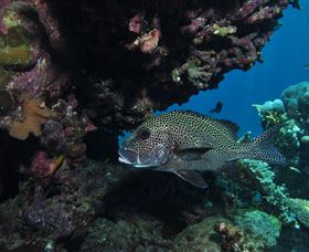 The Oasis Dive Site - Attractions 3