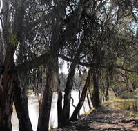 Mia Forest Drives Narrandera - Attractions