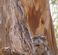 Bird Watching - Attractions