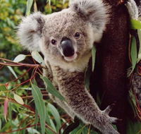 Koala Spotting Regeneration Reserve - Attractions