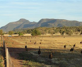Emu Logic - Attractions 0