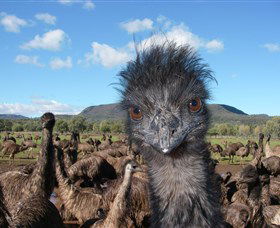 Emu Logic - Attractions 1
