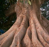 The Big Fig Tree - Attractions