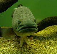 John Lake Centre - Narrandera Fisheries Centre - Attractions