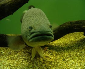 John Lake Centre - Narrandera Fisheries Centre - Attractions 0