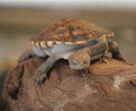 John Lake Centre - Narrandera Fisheries Centre - Attractions 1