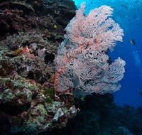 Barracuda Bommie Dive Site - Attractions