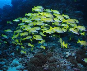 Nursery Bommie Dive Site - Attractions 1