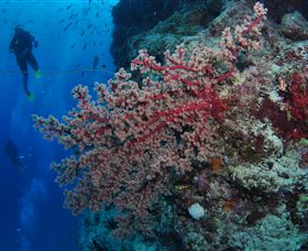 Nursery Bommie Dive Site - Attractions 0